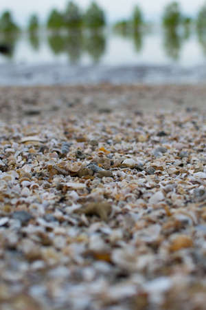 Many seashell on the floor, near the tropical beach.の写真素材