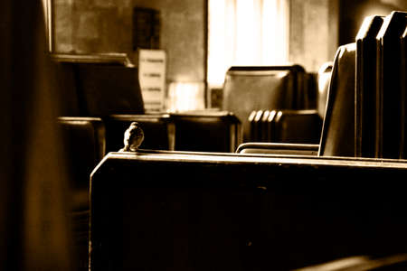 Bird in Waitの写真素材