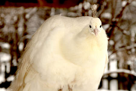 White Peacock in Winterの写真素材