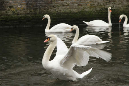 Swans in the Canal of Brugeの写真素材