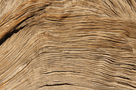 Lines of an old tree in the desertの写真素材