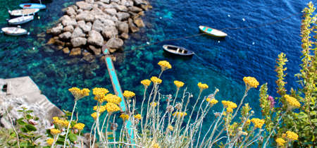 Flowers and the blue oceanの写真素材