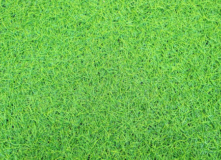 green grass backgroundの写真素材