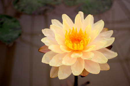 Beautiful orange lotusの写真素材