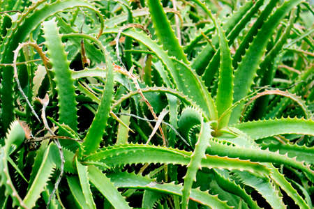 aloe vera leaf backgroundの写真素材