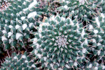  Closeup cactus flowerの写真素材