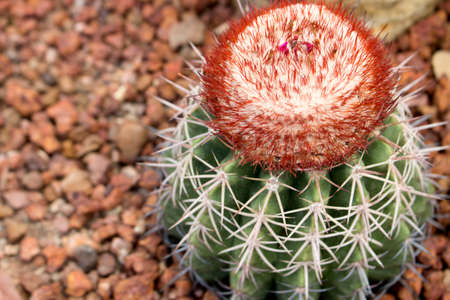  Round cactus closeupの写真素材