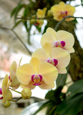 Cluster of exotic yellow orchids with pink centersの写真素材