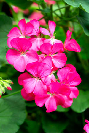 Bright pink flowers backgroundの写真素材
