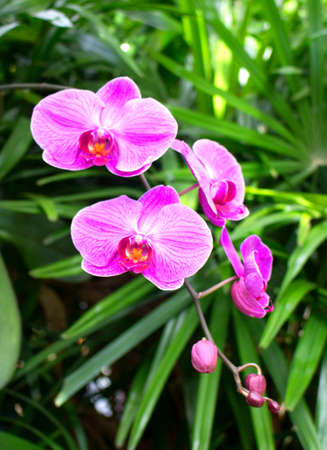 Close up shoot of purple orchidの写真素材