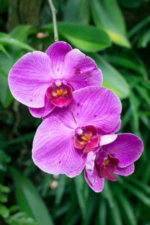  purple orchid backgroundの写真素材