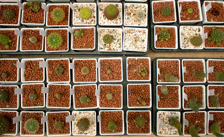 Mini cactus in potの写真素材