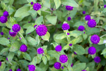 Purple flowersの写真素材