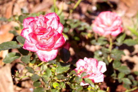 Pink flowersの写真素材