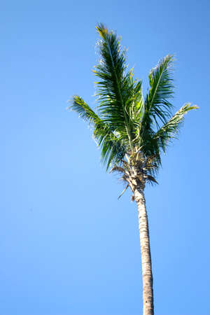 Plam tree on blue skyの写真素材