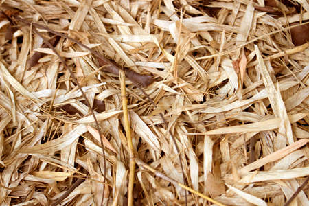 Dry bamboo leaf on ground.の写真素材