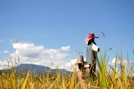 Scarecrows at a rice fieldの写真素材
