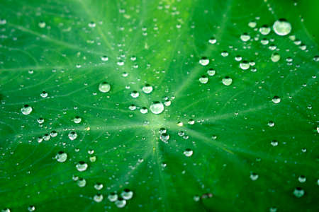 Green leaves taro morningの写真素材