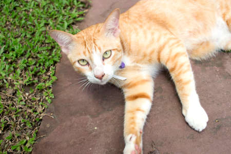 Ginger cat lying outdoorの写真素材
