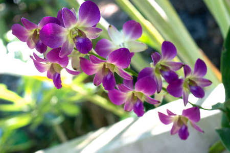 A Beautiful purple and pink orchids flowerの写真素材