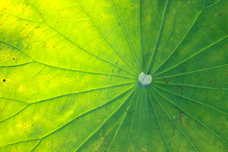 lotus leaf textureの写真素材