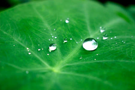 Rain drop of dew in morning on leafの写真素材