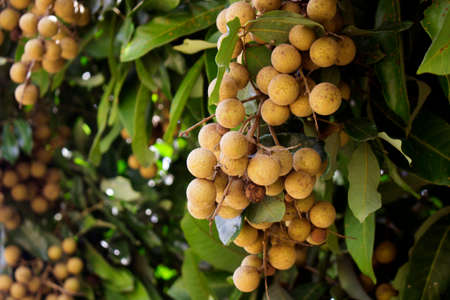 Longan orchards - Tropical fruits beautiful longan ,Thailandの写真素材
