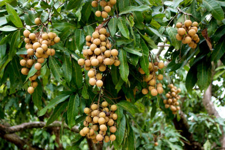 Bunch of fresh longan on tree Thai tropical fruitsの写真素材
