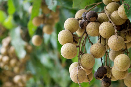 Longan orchards, Close upの写真素材