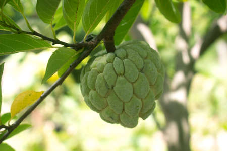Sugar Apple or Custard Apple backgroundの写真素材