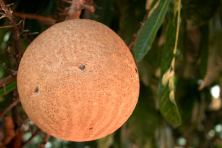 Shorea robusta tree,Cannonball tree.close upの写真素材