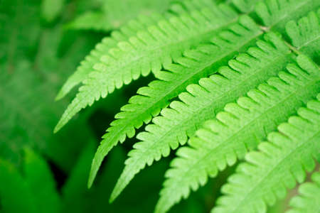 Fern leaf close-up backgroundの写真素材
