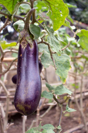 Eggplant field backgroundの写真素材