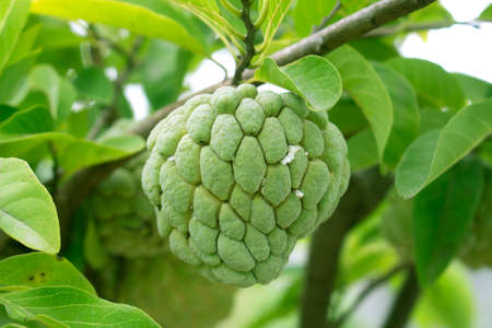Custard apple agriculture backgroundの写真素材