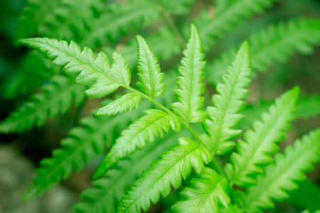 Fern leaves close-up natural backgroundの写真素材