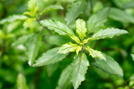 Fresh green basil leaves in garden close-upの写真素材