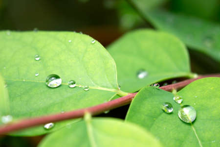 Water drops on leavesの写真素材