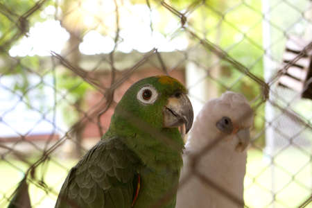 Beautiful green macaw in cageの写真素材
