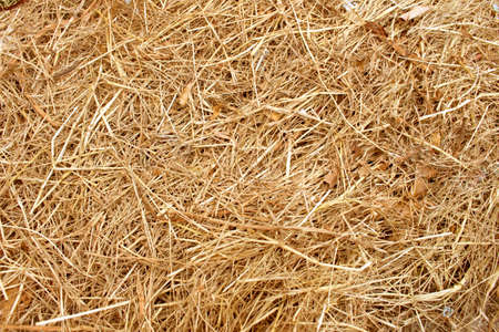 Dry yellow straw grass background textureの写真素材
