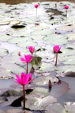 Red lotus beautiful blooming in pond.の写真素材
