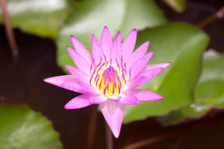 Closeup blooming sweet pink waterlily beautiful lotus flowerの写真素材