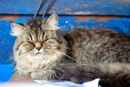 Closeup of a gray cat sleepingの写真素材