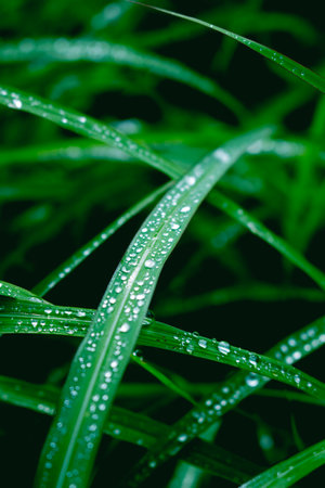 Fresh green grass with dew drops close up after rainの写真素材