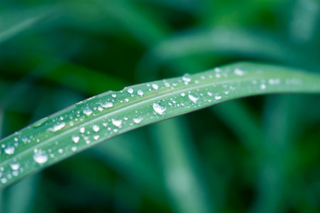 Fresh grass in raindrops after rain close up backgroundの写真素材