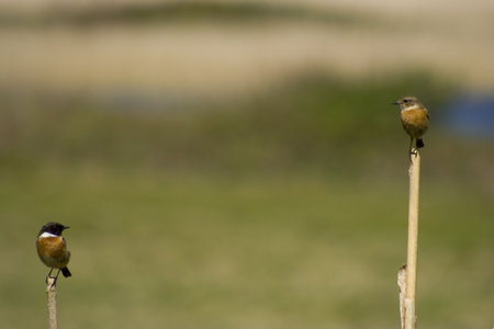 DIALOGUE BETWEEN TWO BIRDS