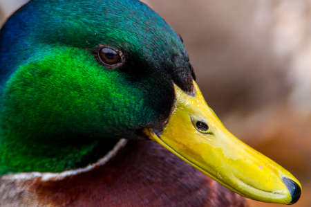 Close up shot of a male Mallard duckの写真素材