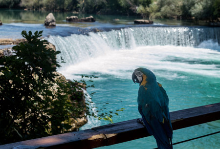 A blue and yellow macaw perched on a fence, overlooking the Manavgat waterfall, Turkey