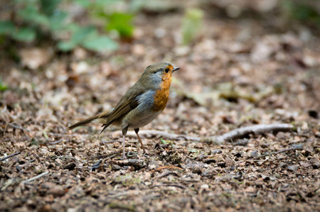 A small Robin on the ground, searching for seeds on the forest floor.