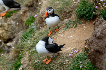 A puffin perched on a grassy cliff overlooking the sea, at Bempton Cliffs, Bridlington, East...