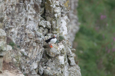 A puffin perched on a grassy cliff overlooking the sea, at Bempton Cliffs, Bridlington, East Yorkshire.の写真素材